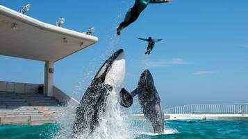 A person performing with dolphins in a pool, with a clear sky and a structure in the background.