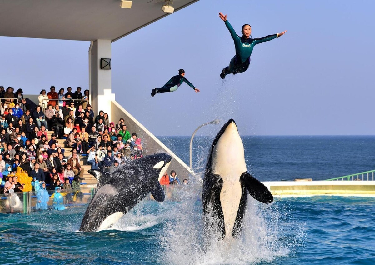 館山 Kamogawa Sea World Hotel ホテル スイート