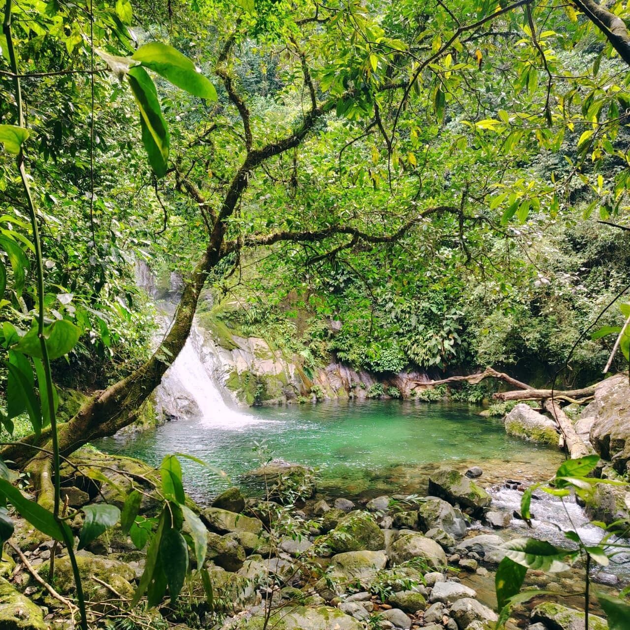 A natural landscape with a clear stream, rocks, and dense greenery.