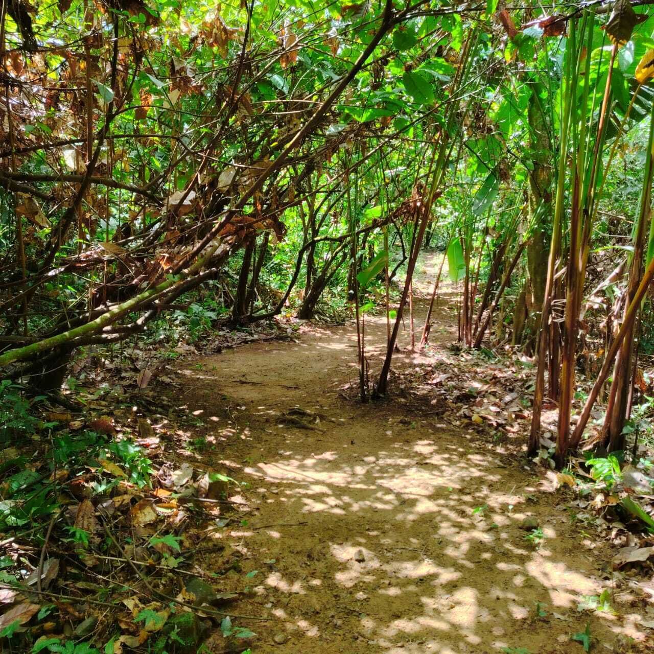 Uma trilha arborizada com vegetação densa e um caminho de terra.