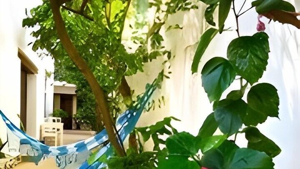 A hammock tied between trees, a pink hibiscus flower, and a white building with a tiled floor. - Pousada Estrela do Mar (Salvador)