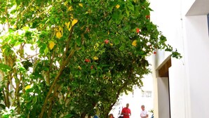 A narrow outdoor corridor with a hammock and a red scooter. - Pousada Estrela do Mar (Salvador)
