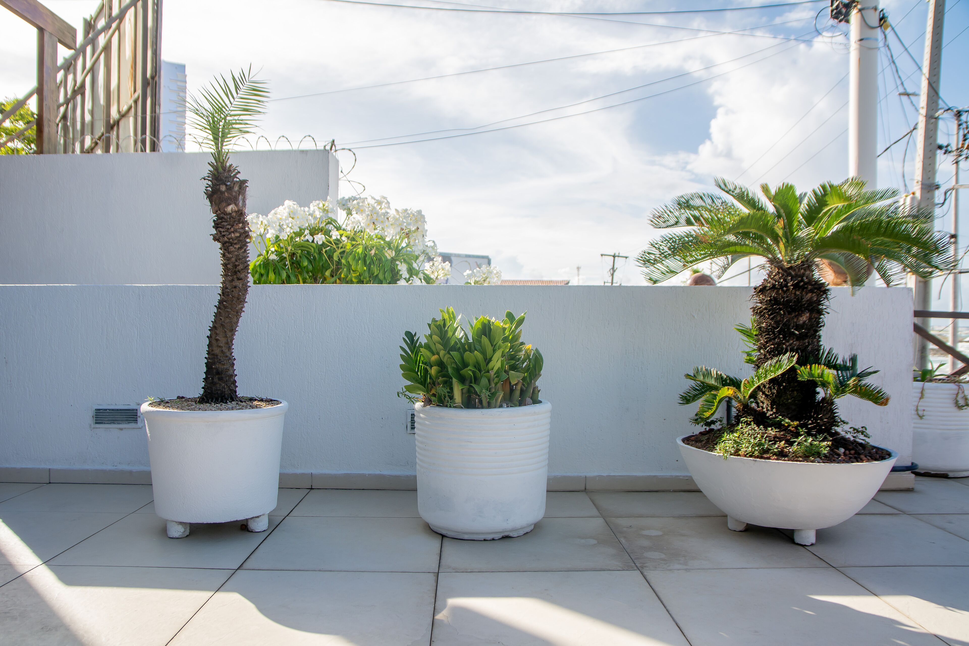 Three potted plants on a rooftop terrace with a white wall and a clear sky in the background.
