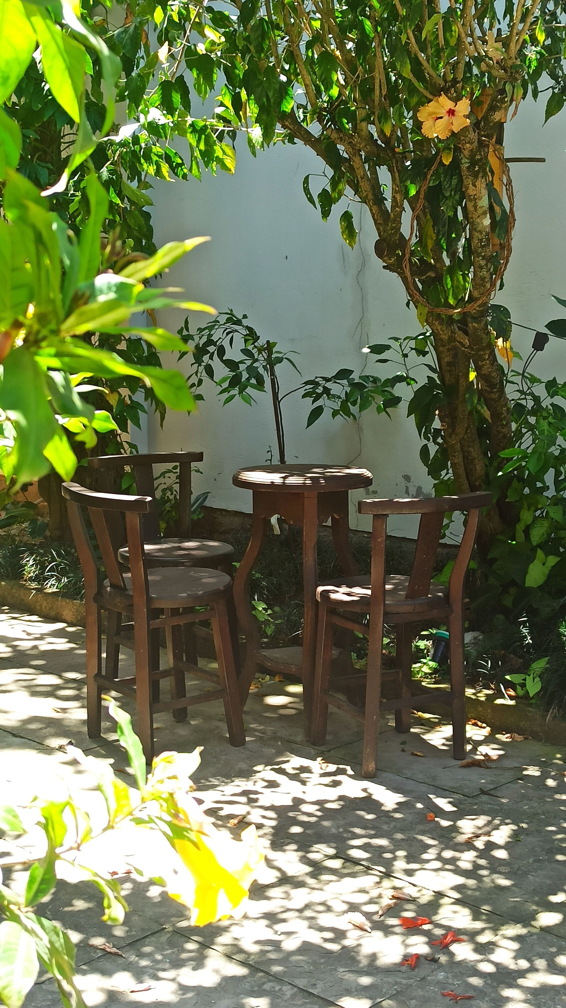 An outdoor seating area with wooden chairs and tables, surrounded by greenery and a tree with a hanging flower.