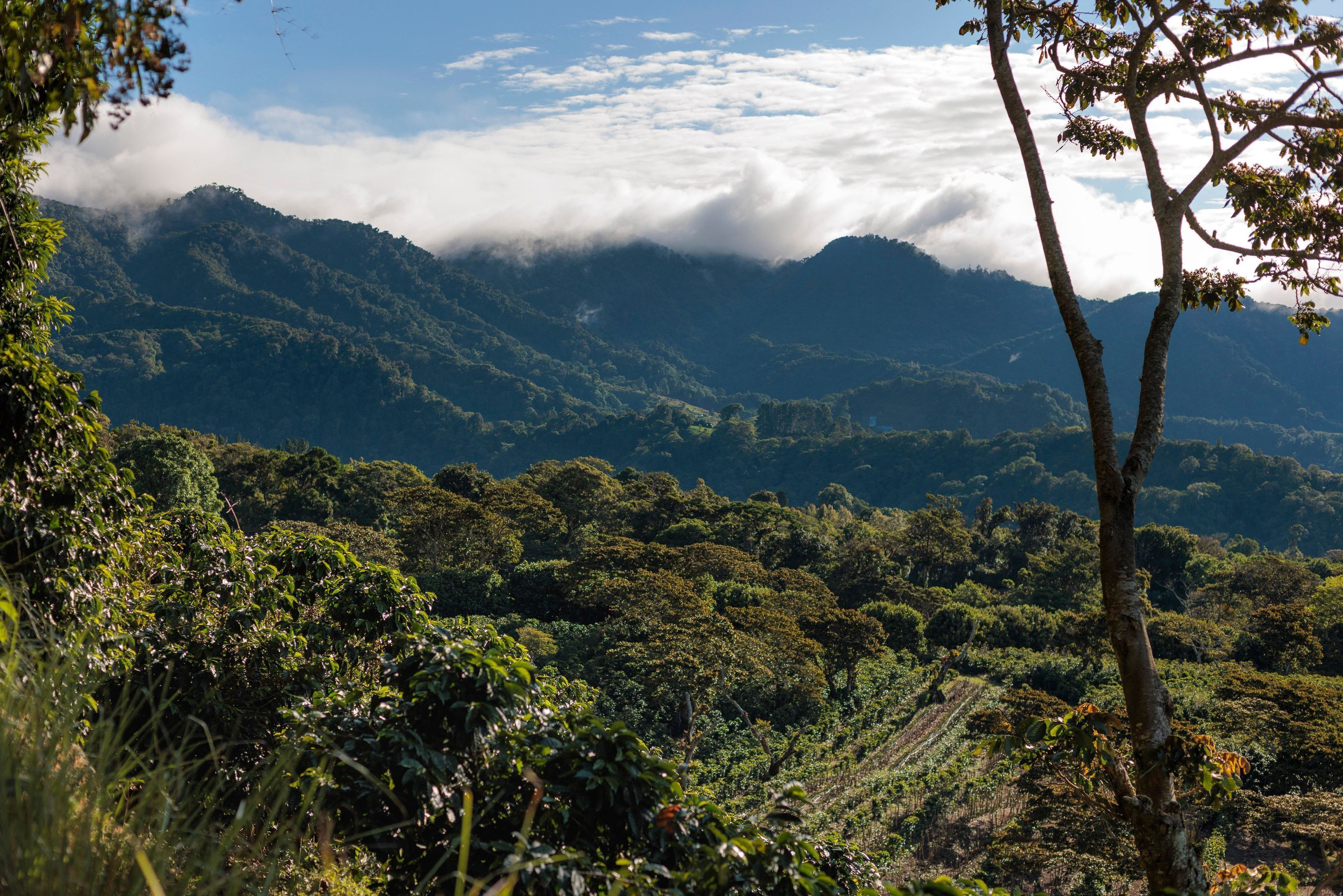 A lush, green landscape with dense vegetation and a mountain range in the background.