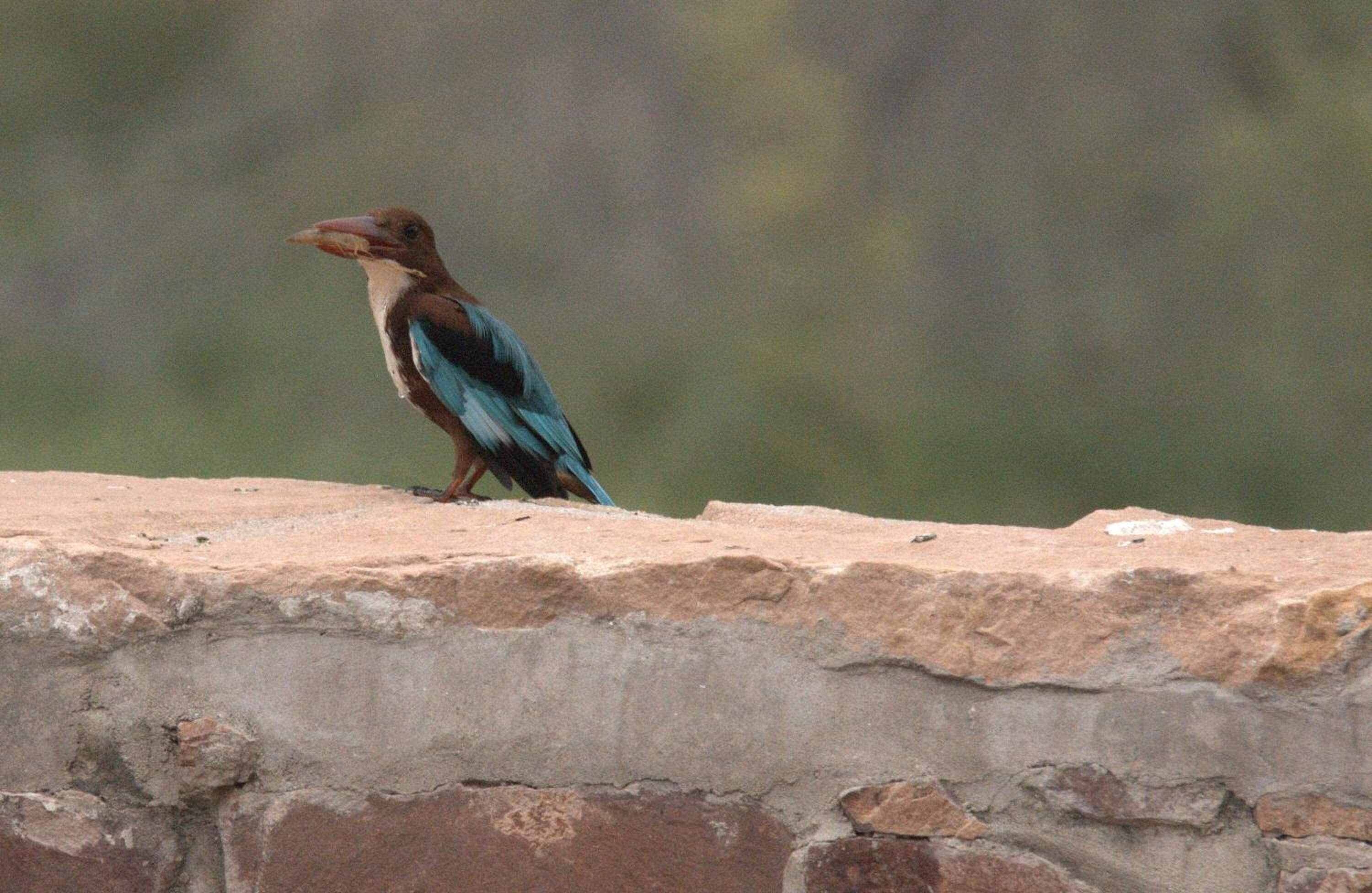 A bird perched on a stone ledge.