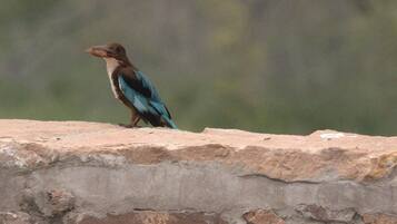 A bird perched on a stone ledge.