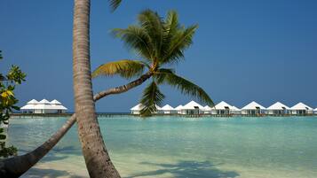 Ein Strand mit Overwater-Bungalows und einer Palme.