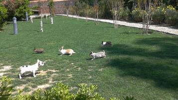 A grassy outdoor area with several dogs.