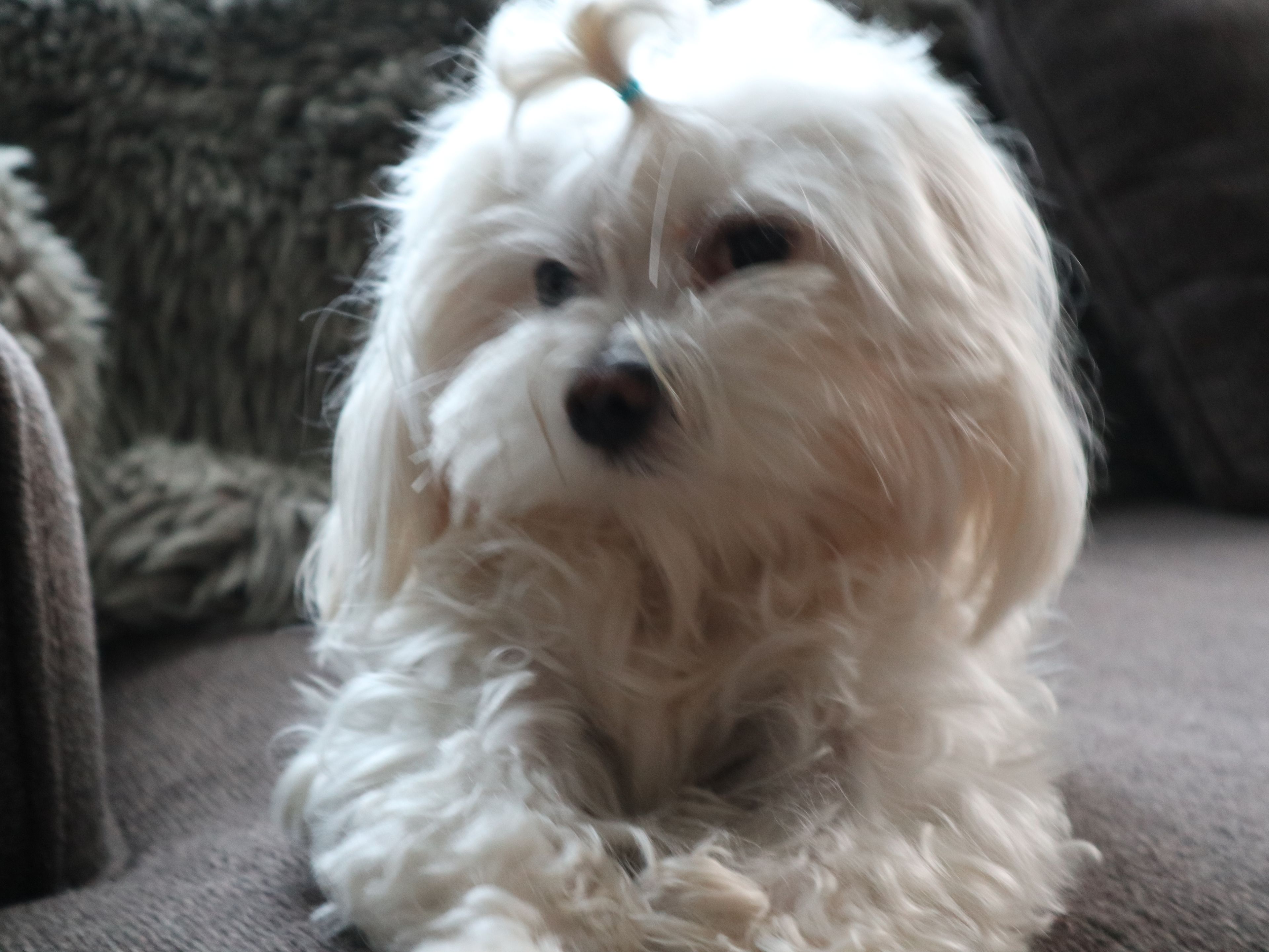 Un chien blanc au pelage duveteux, allongé sur un canapé.