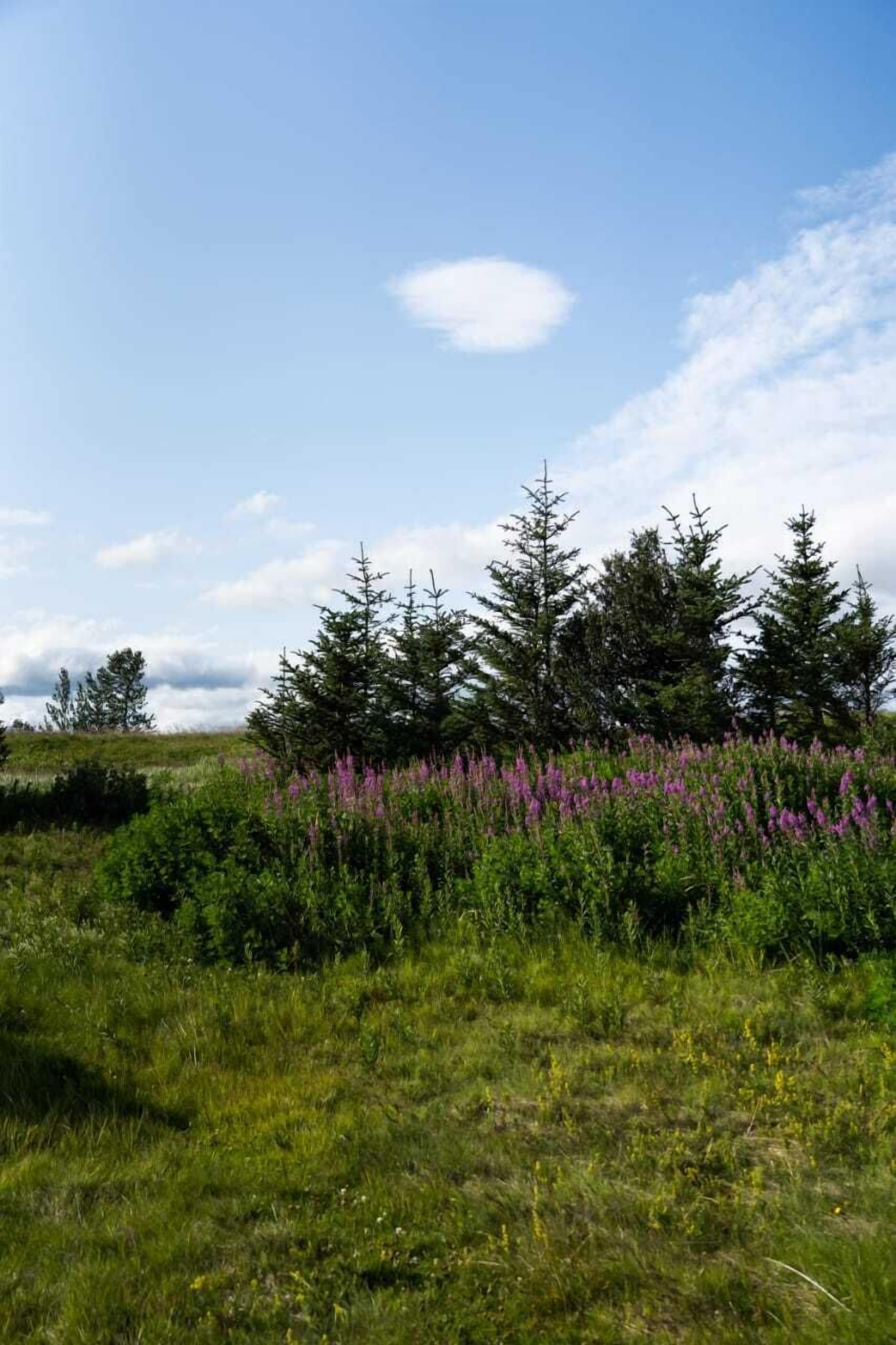 Paisaje natural con un campo cubierto de hierba, flores moradas y árboles de hoja perenne bajo un cielo despejado.