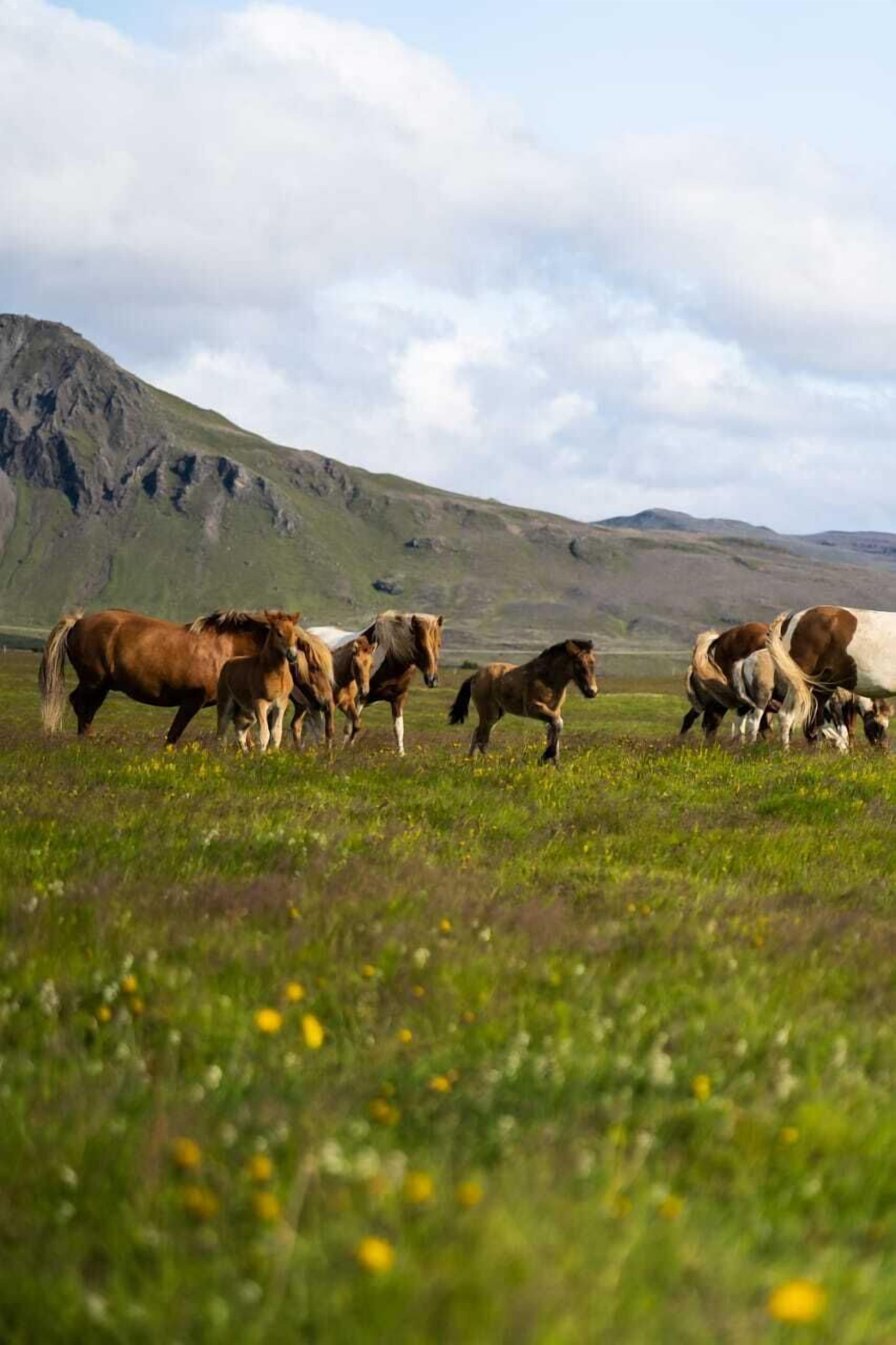 Un groupe de chevaux paît dans un champ verdoyant, avec des montagnes en arrière-plan.