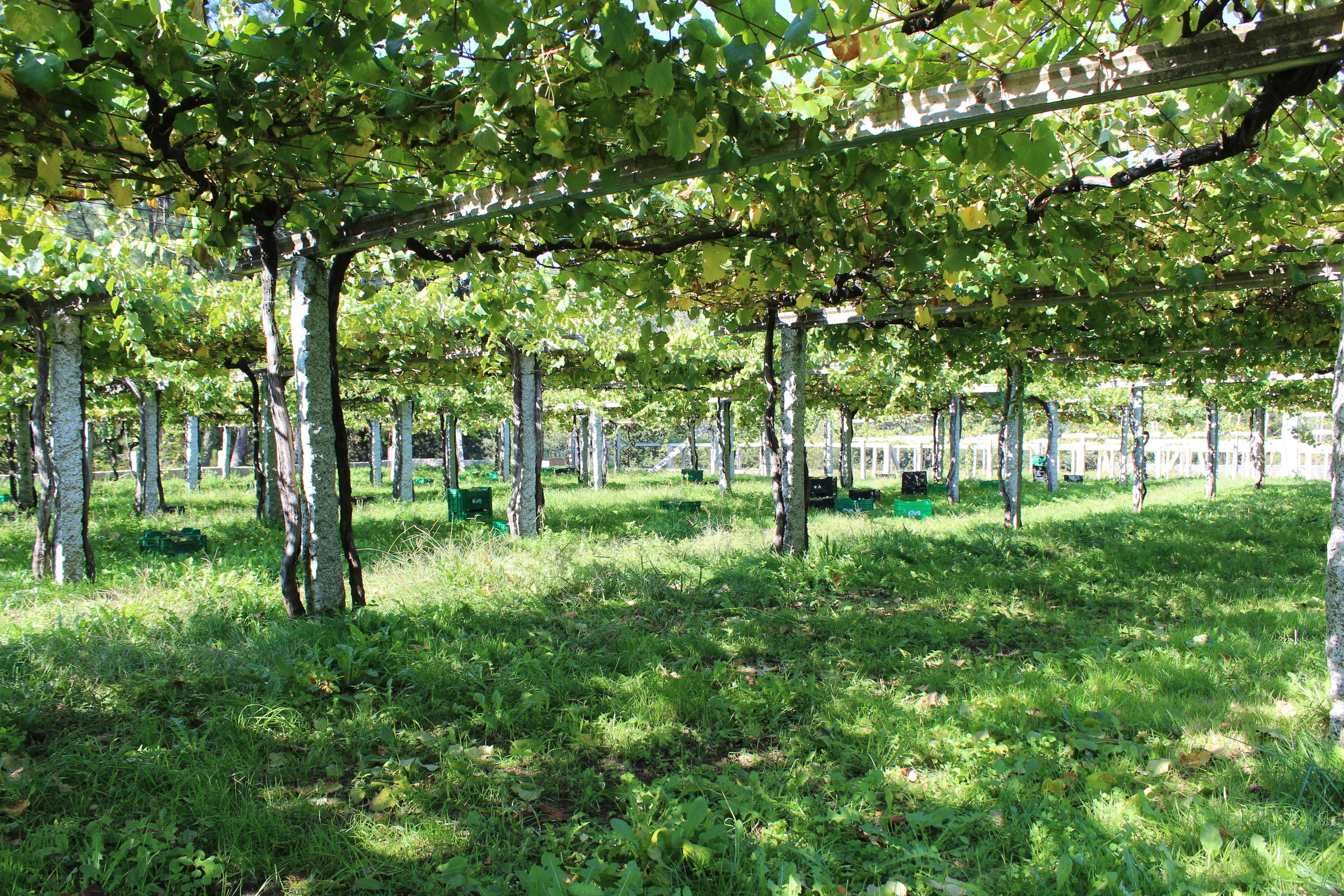 Foto - Os Areeiros Turismo Rural & Bodega