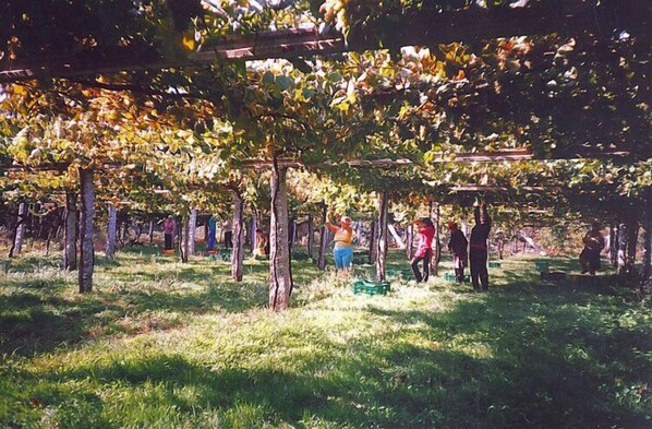 A vineyard with rows of grapevines and people working in the field. - Os Areeiros (Vilaboa)