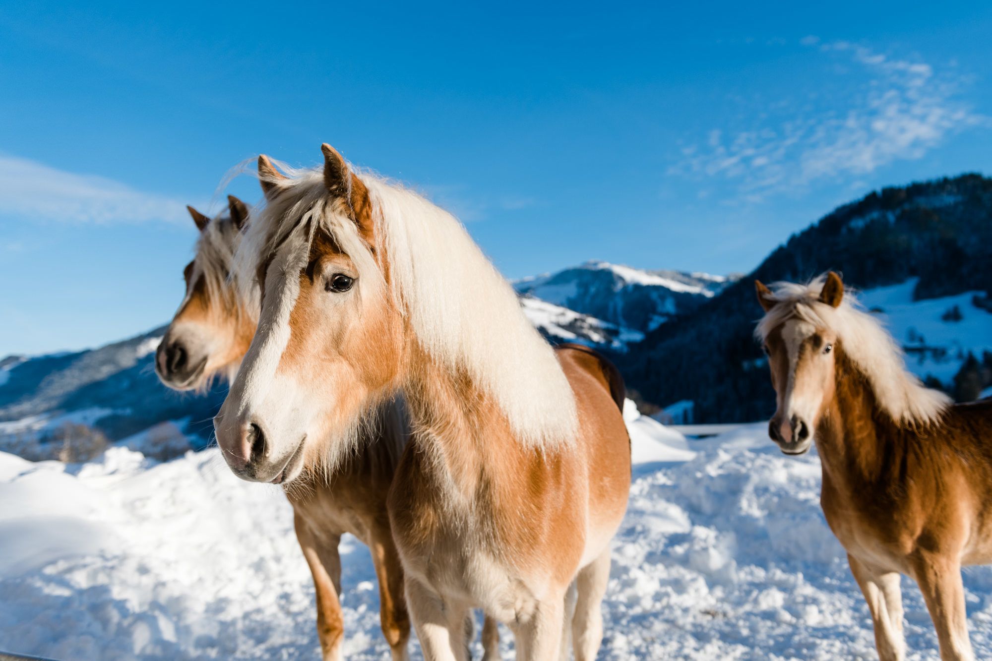 Three horses standing on a snowy mountain with clear blue skies and snow-covered mountains in the background.