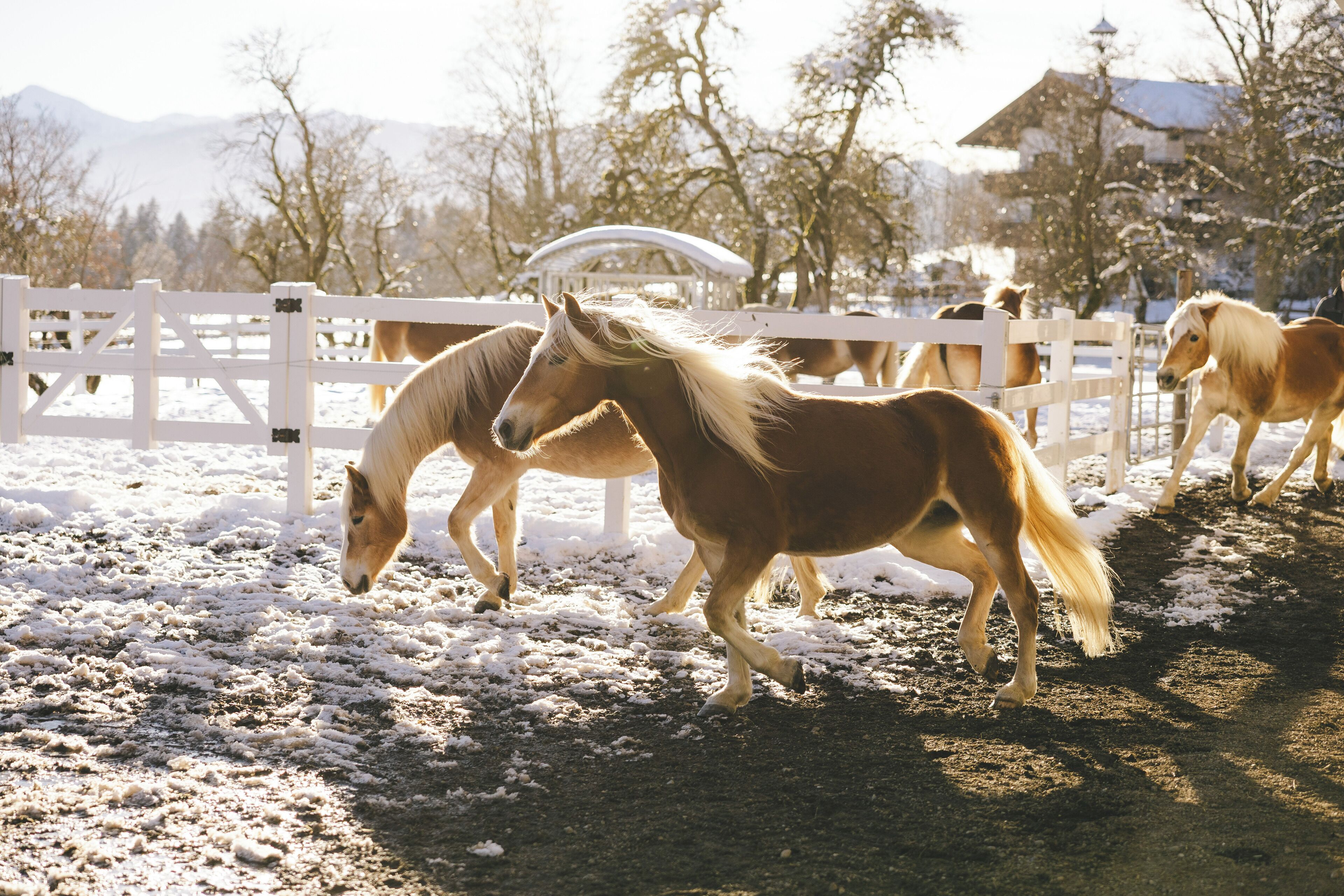 Un establo con caballos y una valla blanca.