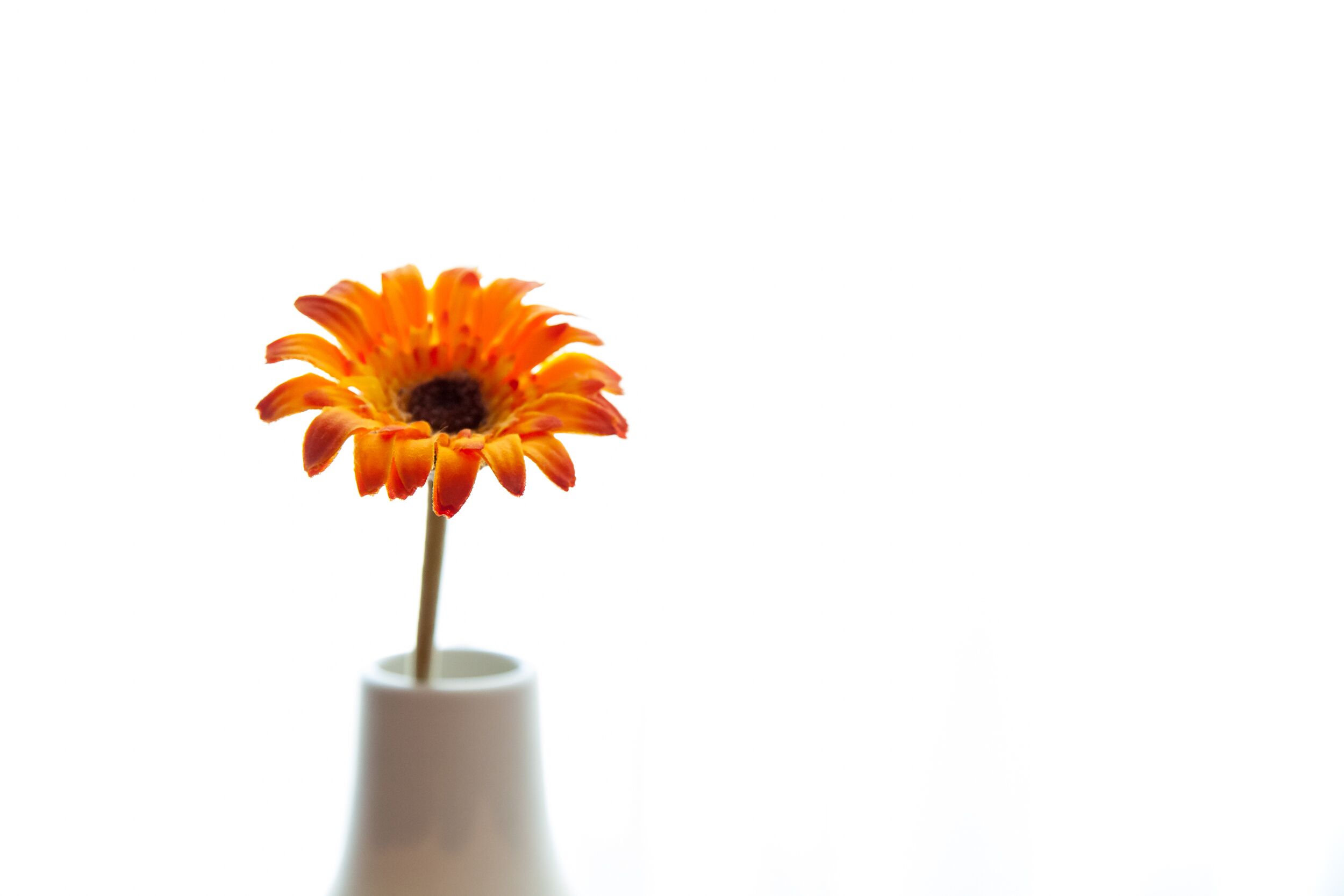 A single orange flower in a white vase against a white background.