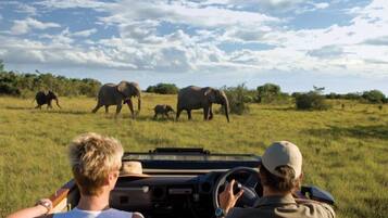 Safari