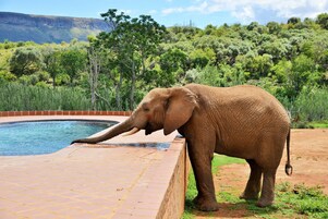 2 outdoor pools, pool umbrellas, sun loungers