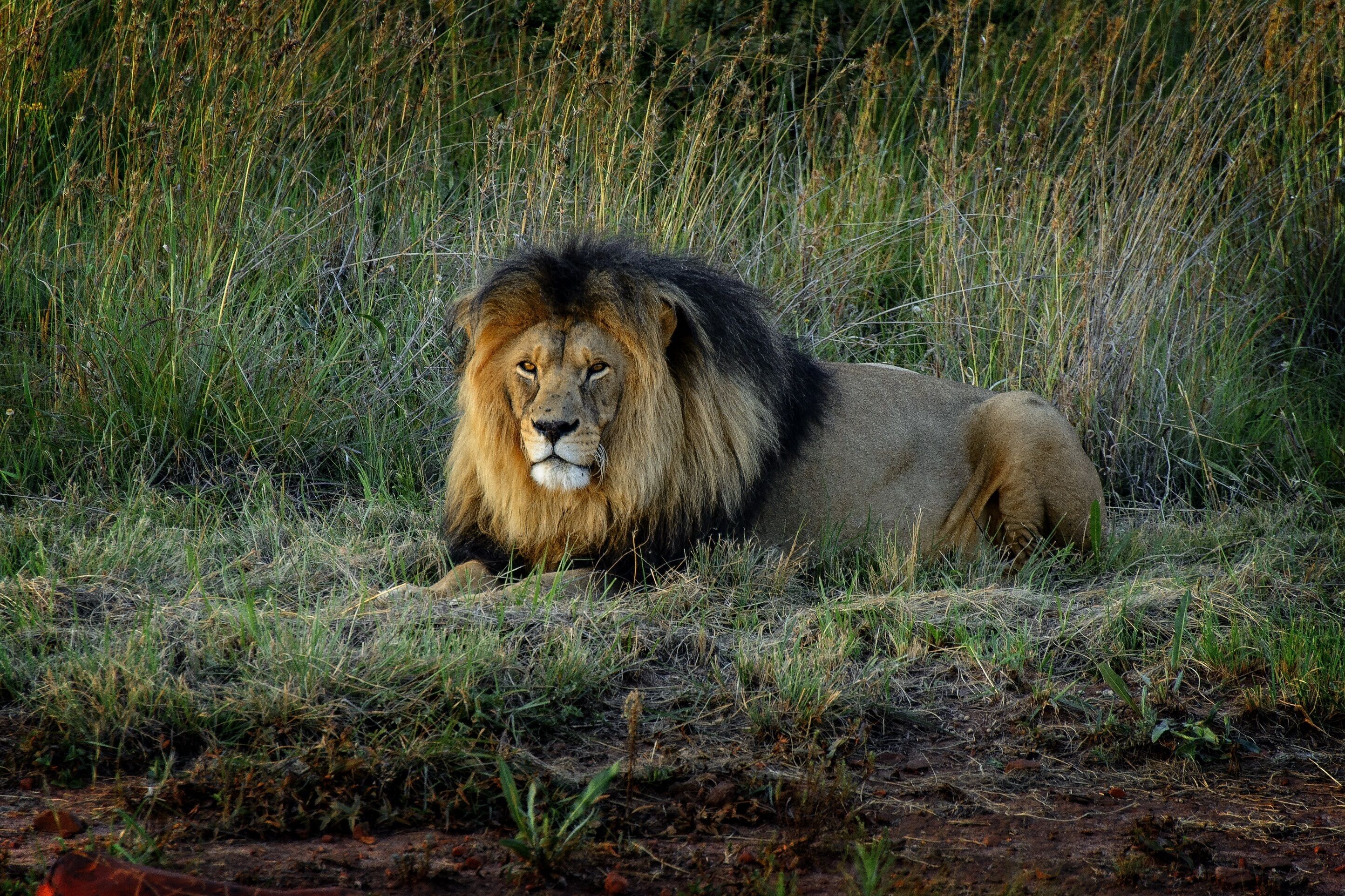 A lion lying in the grass.