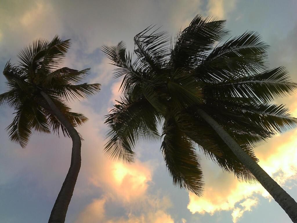 Three palm trees against a sunset sky.