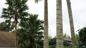 A garden with tall palm trees, a brick building, and various plants and flowers. - Joaquin's Bed and Breakfast (Tagaytay)