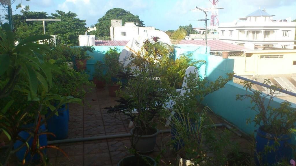 Un jardín en la azotea con plantas en macetas y vistas de edificios circundantes.