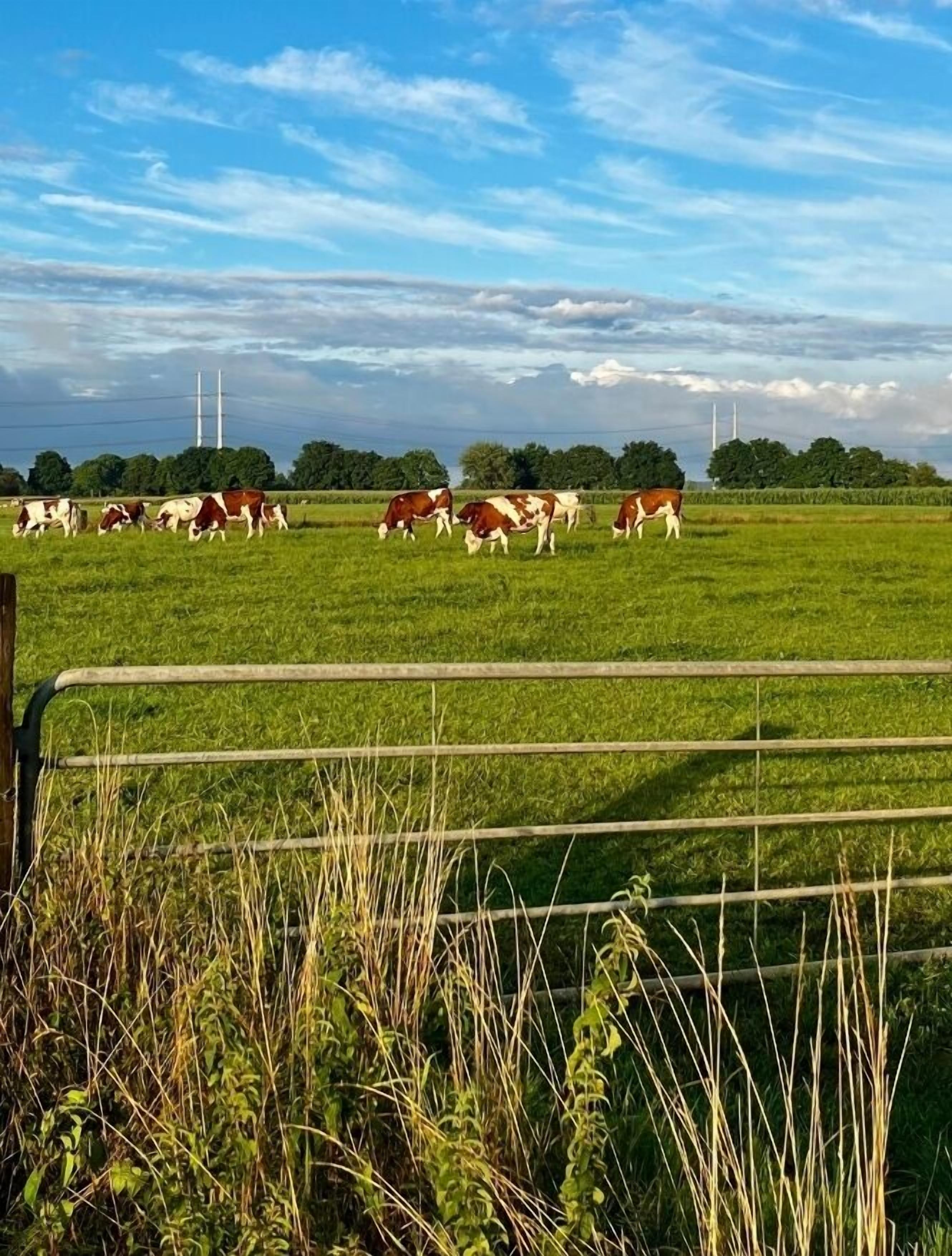 A rural landscape with a field of grazing cows and a fence in the foreground.