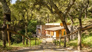 Un sendero de piedra que conduce a un edificio de fachada amarilla, rodeado de árboles y una valla de madera.