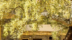Un edificio de piedra con puerta y ventana de madera, rodeado de árboles y un sendero de piedra.