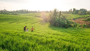 A lush green rice field with people walking through it. - Soka Indah Restaurant & Bungalows (Selemadeg)