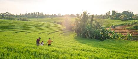 Un exuberante campo de arroz verde con gente caminando por él.