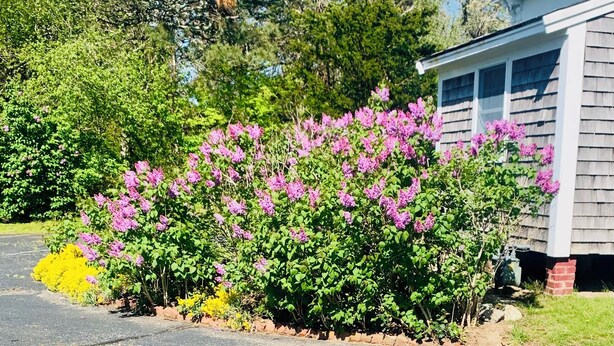 A residential area with a house, a driveway, and a garden with flowering bushes. - The Chatham Motel (Chatham)
