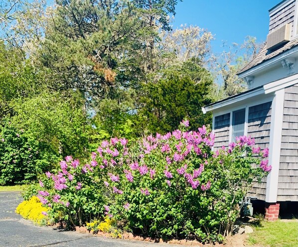 Un quartier résidentiel comprenant une maison, une allée et un jardin agrémenté d’arbustes en fleurs.
