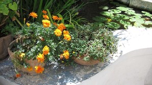 Un jardín con un estanque, plantas en macetas y un borde de hormigón.