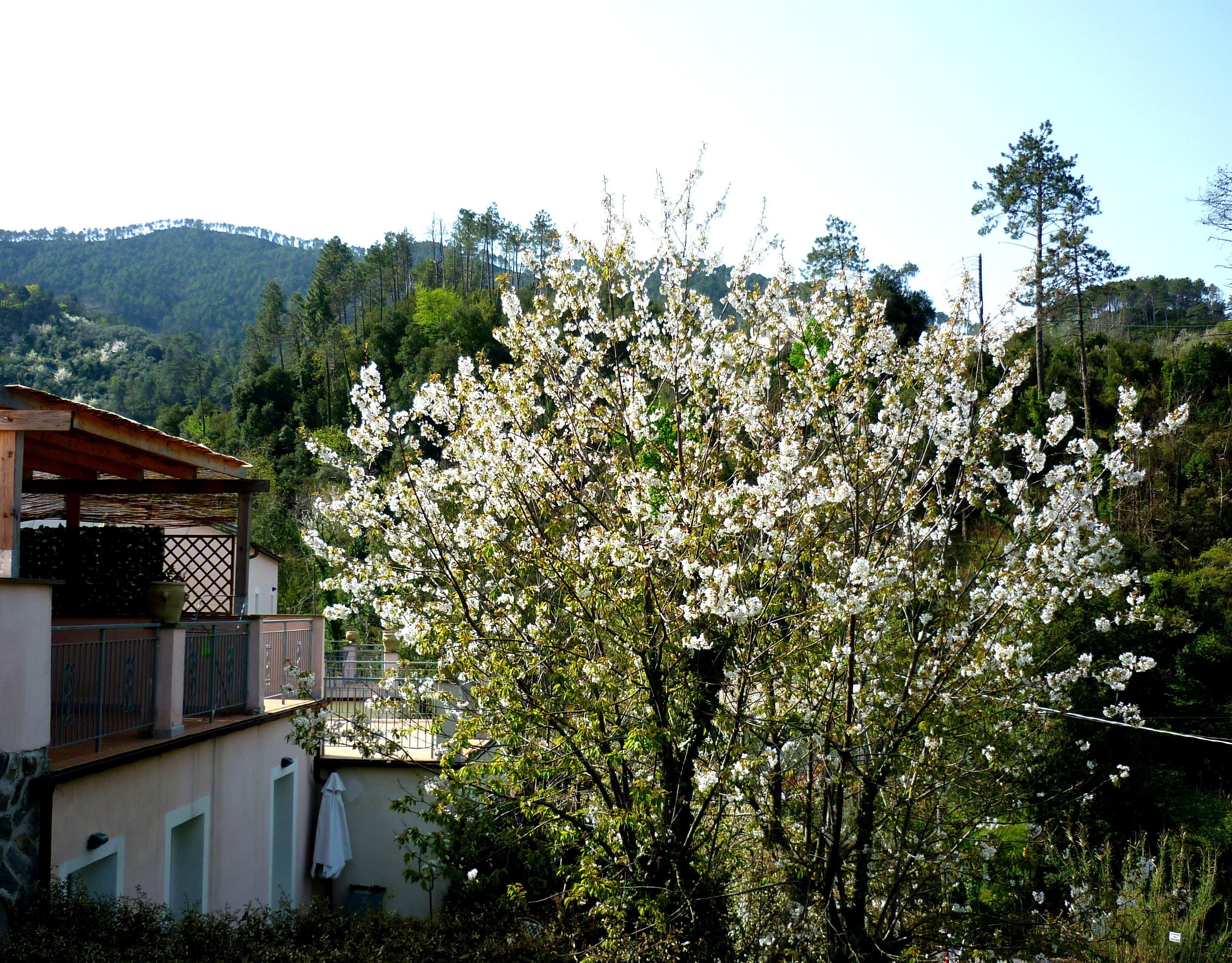 A building with a balcony and a tree with white blossoms in front.