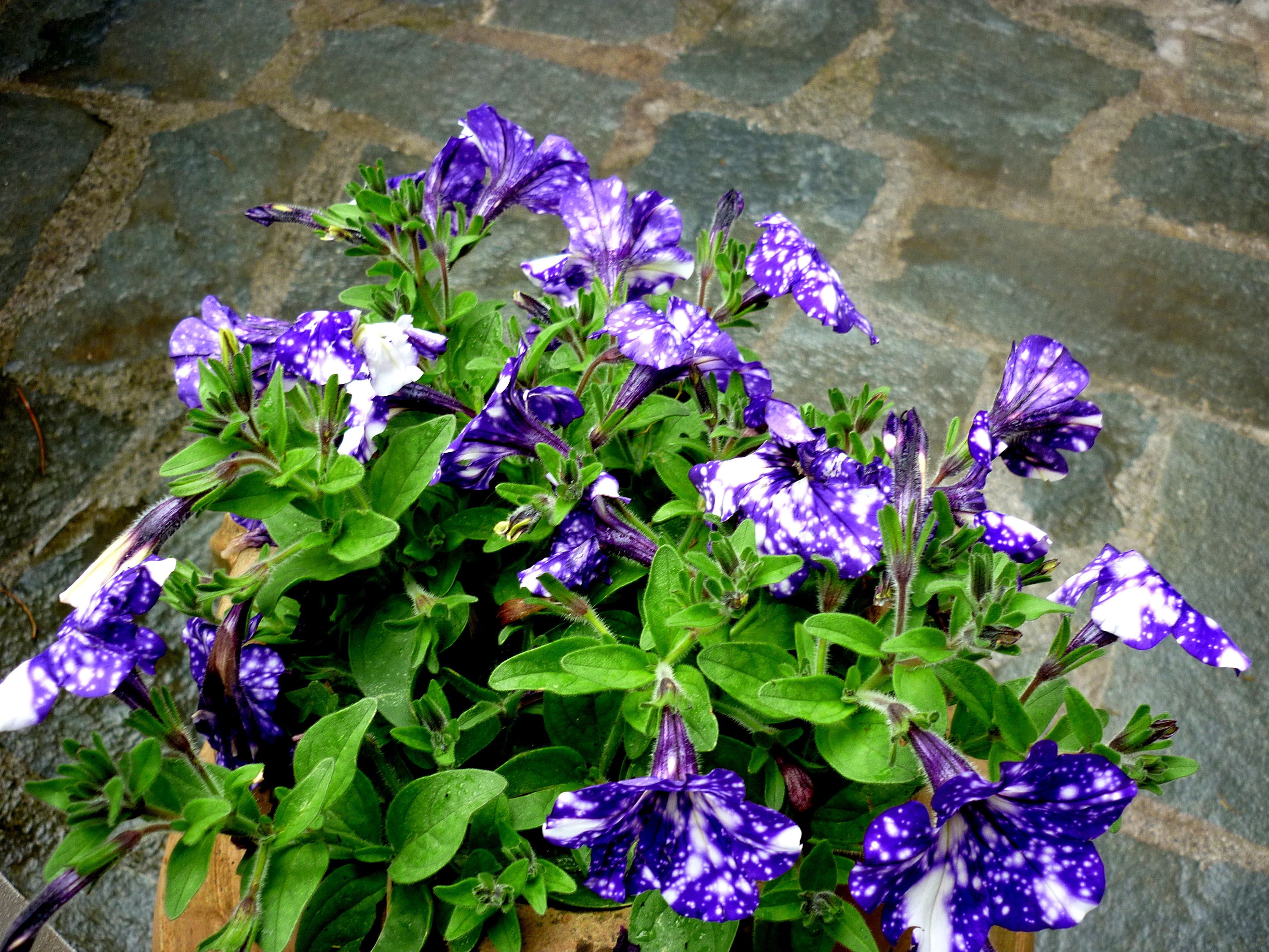 Una planta en maceta con flores moradas y blancas.