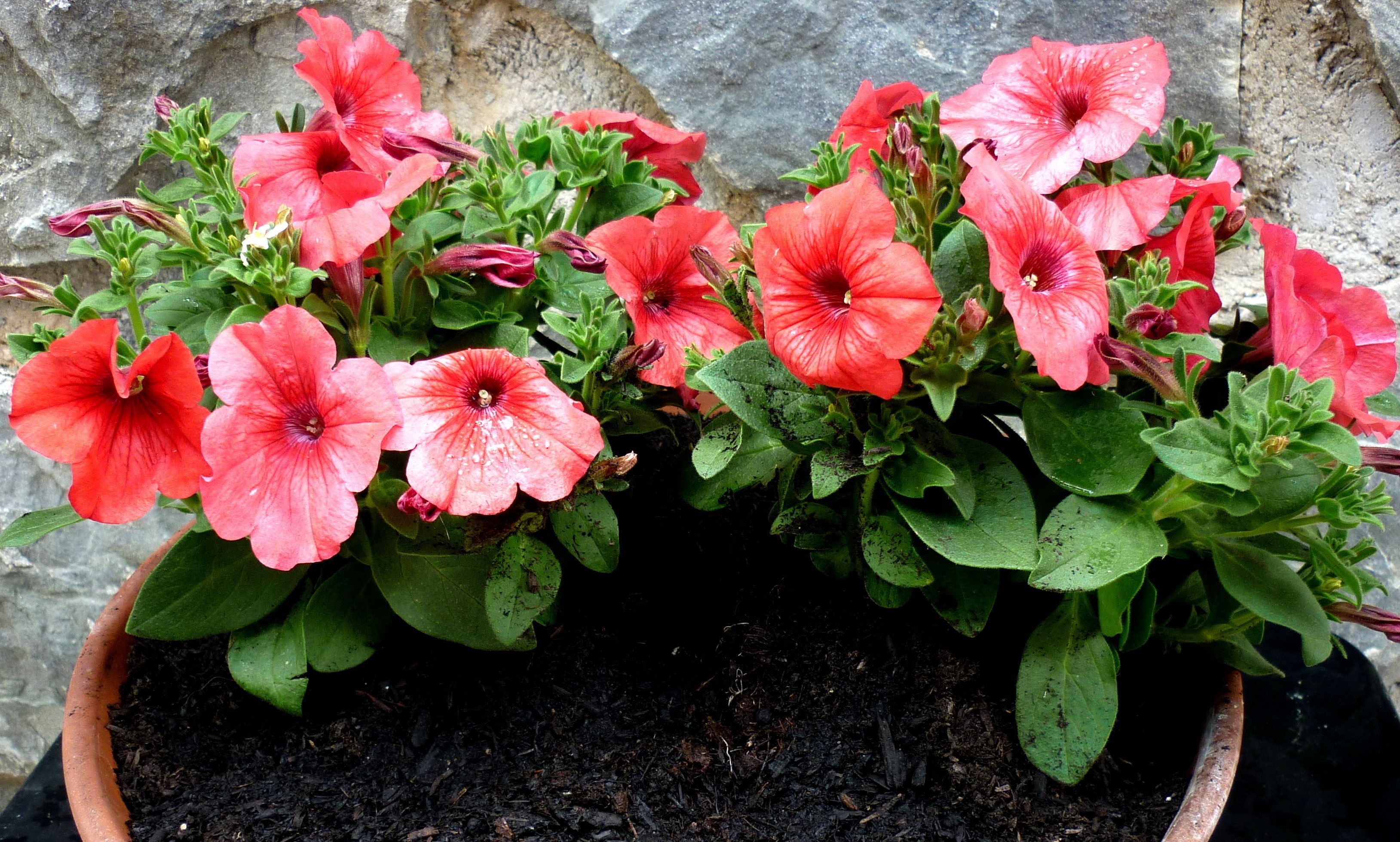 Una planta en maceta con flores rosadas y hojas verdes.