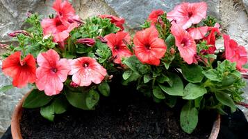 Una planta en maceta con flores rosadas y hojas verdes.