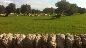 A stone wall in the foreground with a grassy field and trees in the background. - Masseria Pelosella B&B (Fasano)