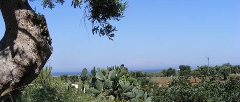 Un paisaje natural con un árbol grande, cactus y un cielo despejado.