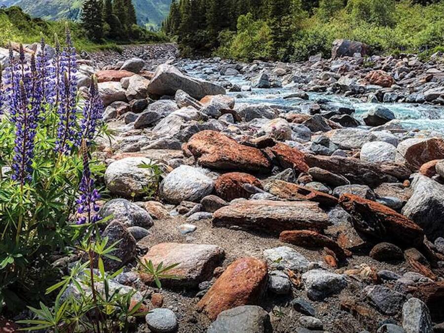 A rocky riverbed with large boulders and a small patch of purple flowers.