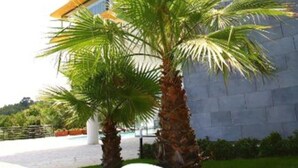 Een modern gebouw met een plat dak, een geel accentmuur en een verzorgd gazon met twee palmboompjes en twee ronde, witte plantenbakken.