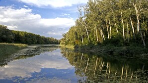 A calm river with reflections of trees and sky, surrounded by dense greenery.