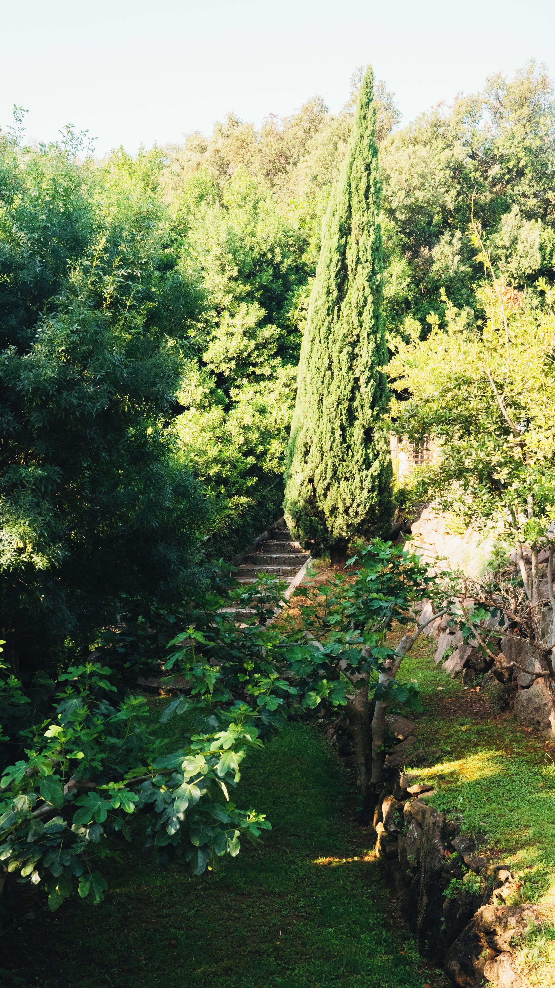 Un jardín con un sendero de piedra, abundante vegetación y un árbol alto.