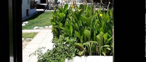 A view of a courtyard with a white building, green plants, and a clear blue sky.