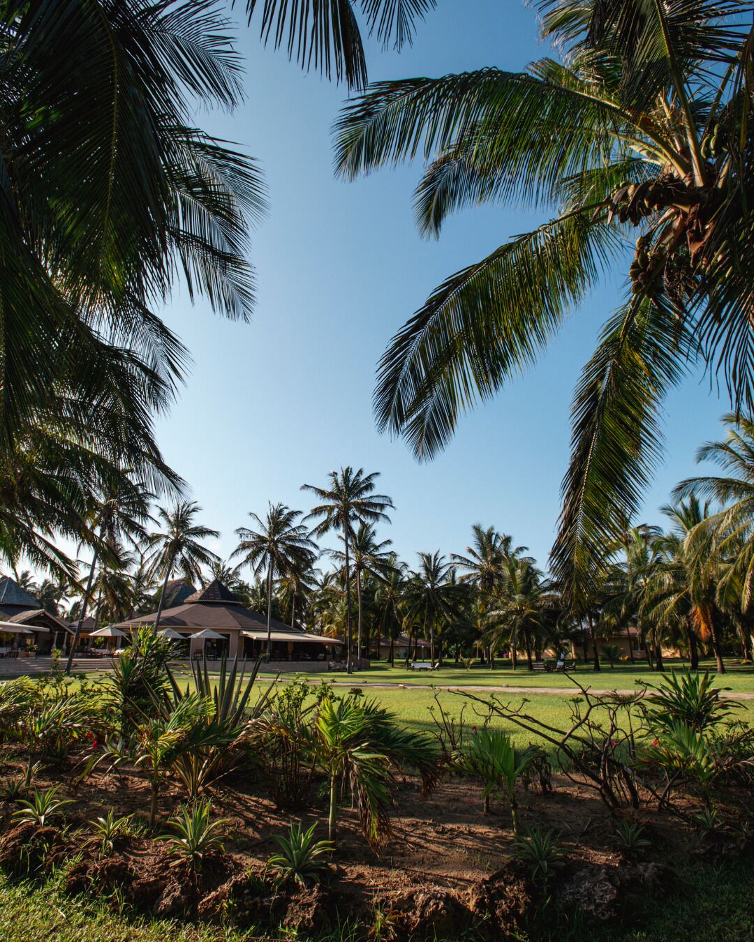 A resort with palm trees, a grassy area, and buildings with a roof.