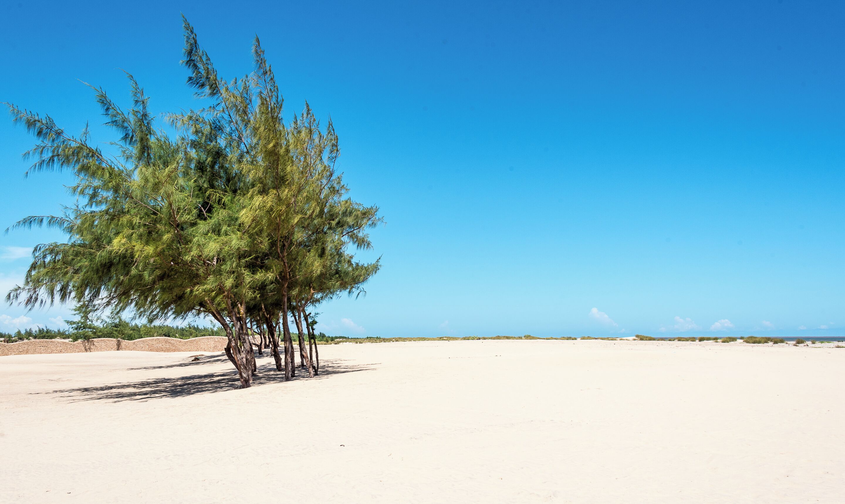 Uma praia com árvores e céu claro.