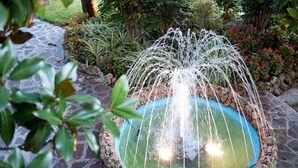 Un jardín con un estanque circular, un sendero de piedra y diversas plantas y flores.