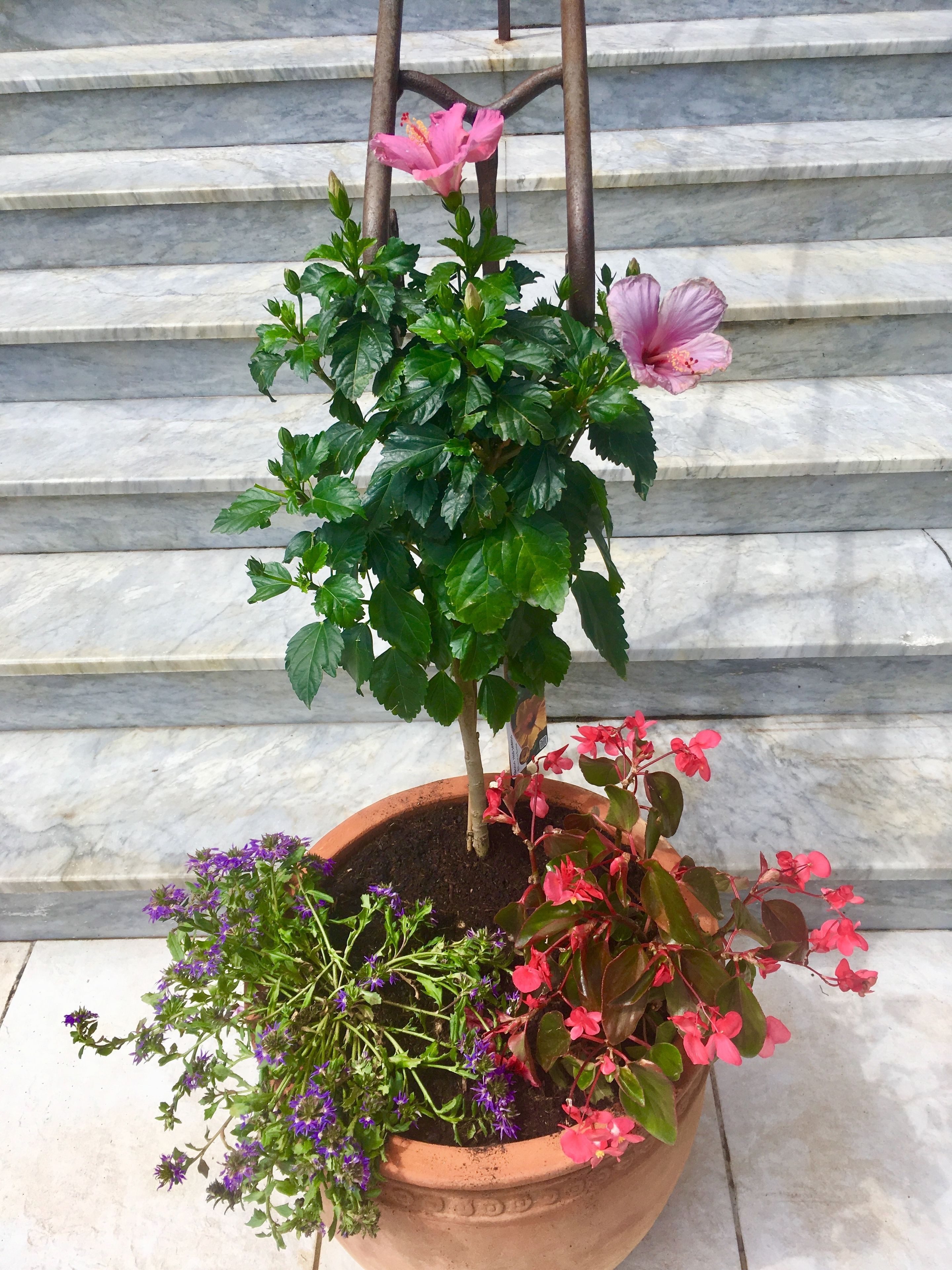 Ein Topf mit einer pinkfarbenen Blüte und grünen Blättern auf einem Fliesenboden.